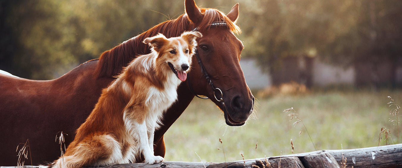 Hevonen ja koira